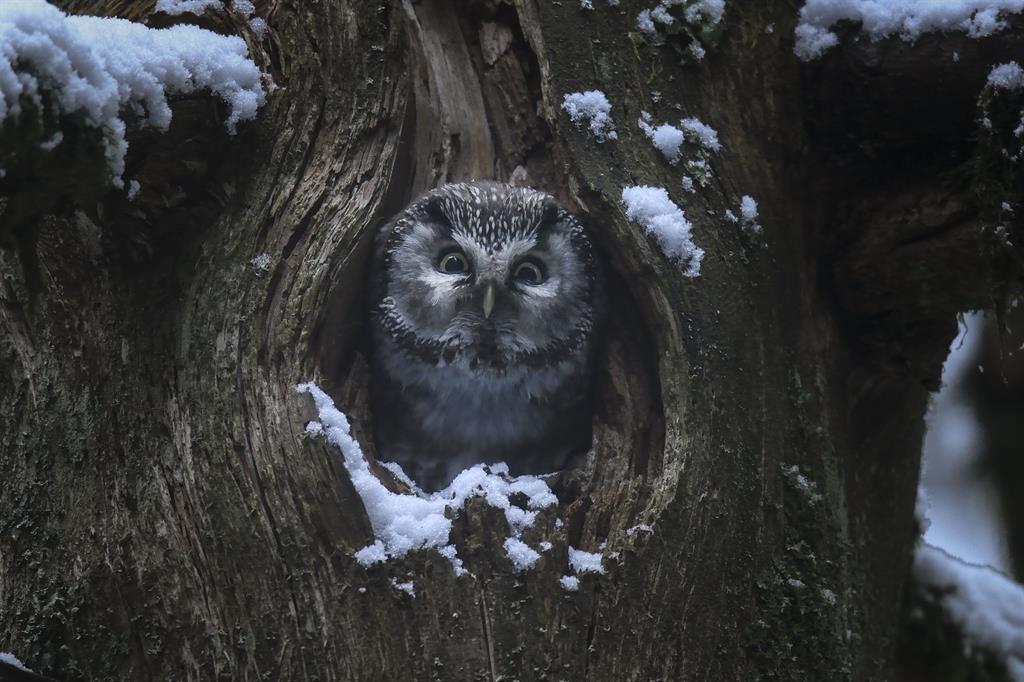 (c) Vincent Munier